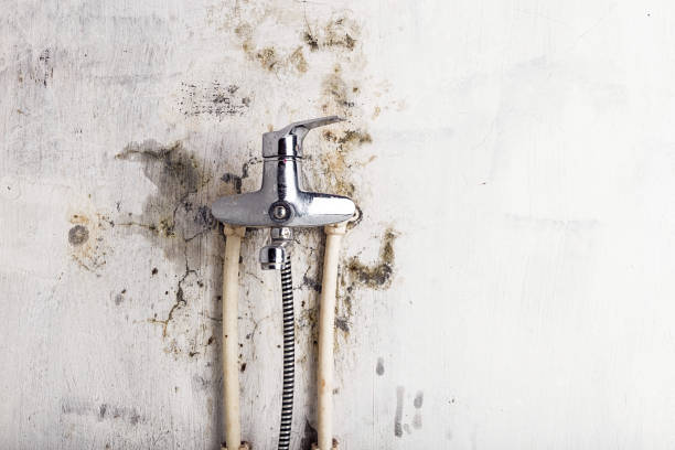 Mold Removal Process in Struthers, OH