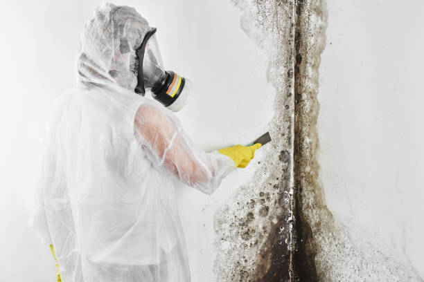 Professional Mold Removal in Struthers, OH