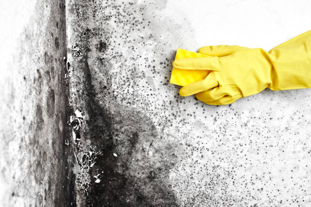 Best Fast Mold Removal  in Struthers, OH