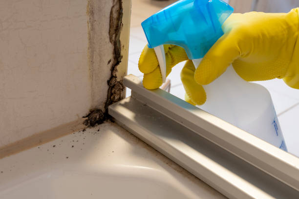 Best Toxic Mold Removal  in Struthers, OH
