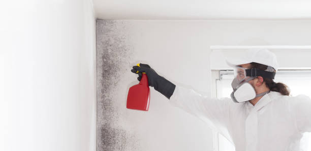 Best Mold Removal Specialists  in Struthers, OH