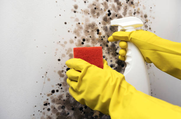 Best Professional Mold Removal  in Struthers, OH