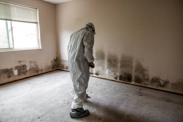 Best Mold Inspection  in Struthers, OH