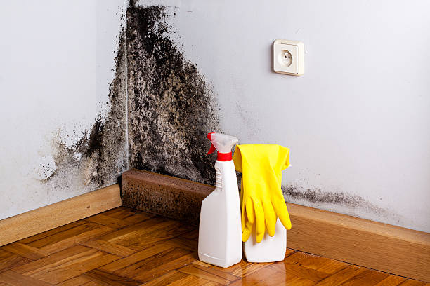 Best Local Mold Removal Service  in Struthers, OH